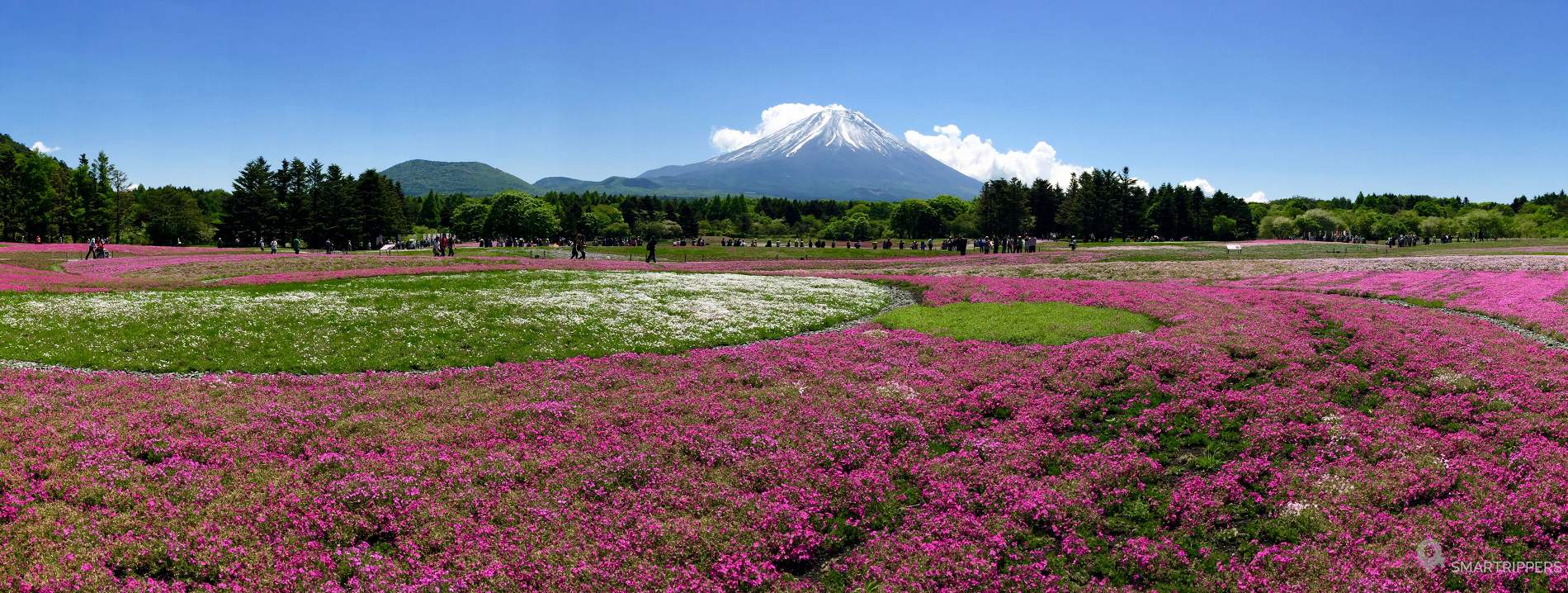 The Fuji Shibazakura Festival: thousands of flowers at the foot of ...