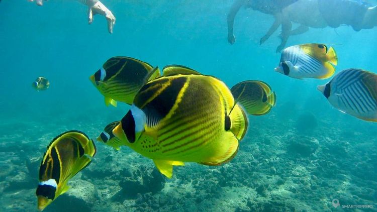 Where to Snorkel in Hawaii: Our Favorite Spots - Smartrippers