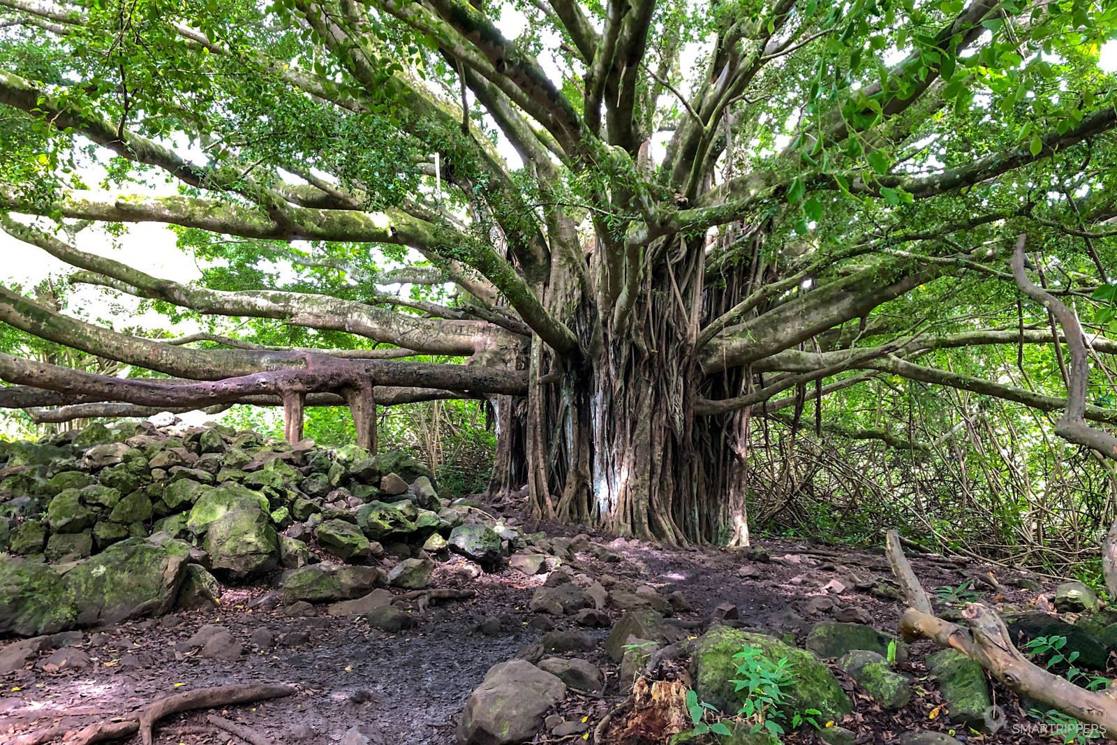 Pīpīwai Trail: Maui's Must-do Hike - Smartrippers